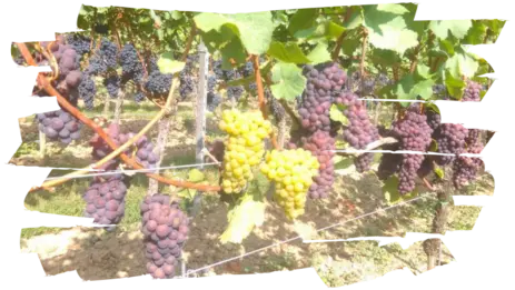Weinlese2018 Weinlese2018